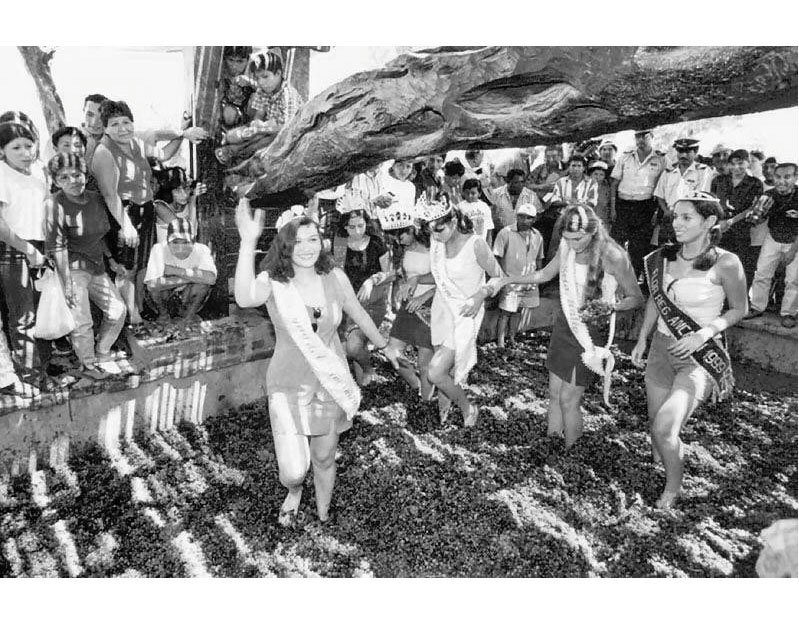 90 AÑOS DE VENDIMIA EN LA ESCUELA “AGUAS DEL DIAMANTE” la vendimia origen e historia