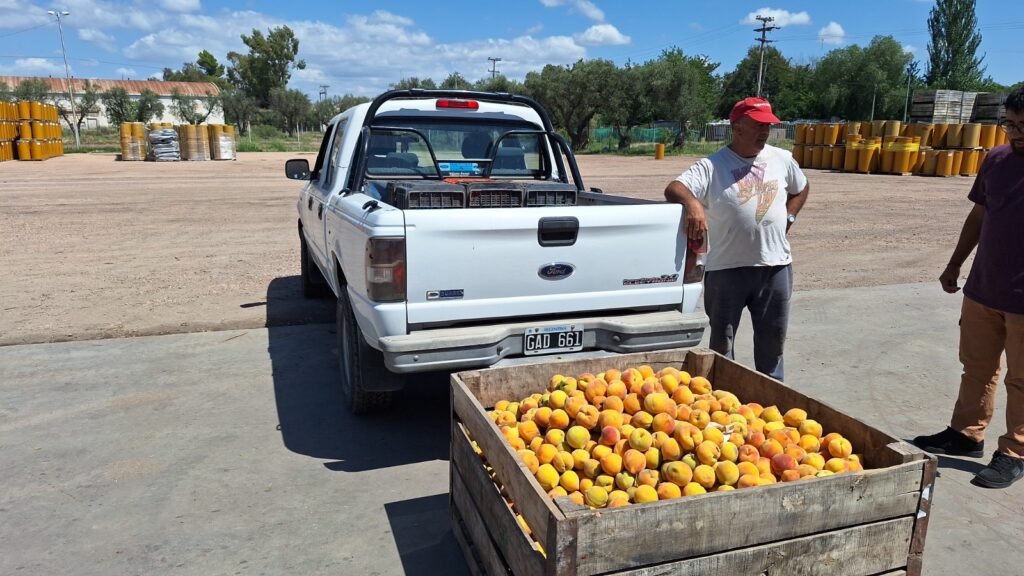 PRODUCTORES SANRAFAELINOS: “SIN LA PULPERA NO TENDRÍAMOS DONDE LLEVAR NUESTRA FRUTA” whatsapp image 2026 01 15 at 11.39.45