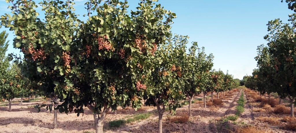 TODO PREPARADO PARA LA PRIMERA JORNADA DE FRUTOS SECOS DEL OASIS SUR